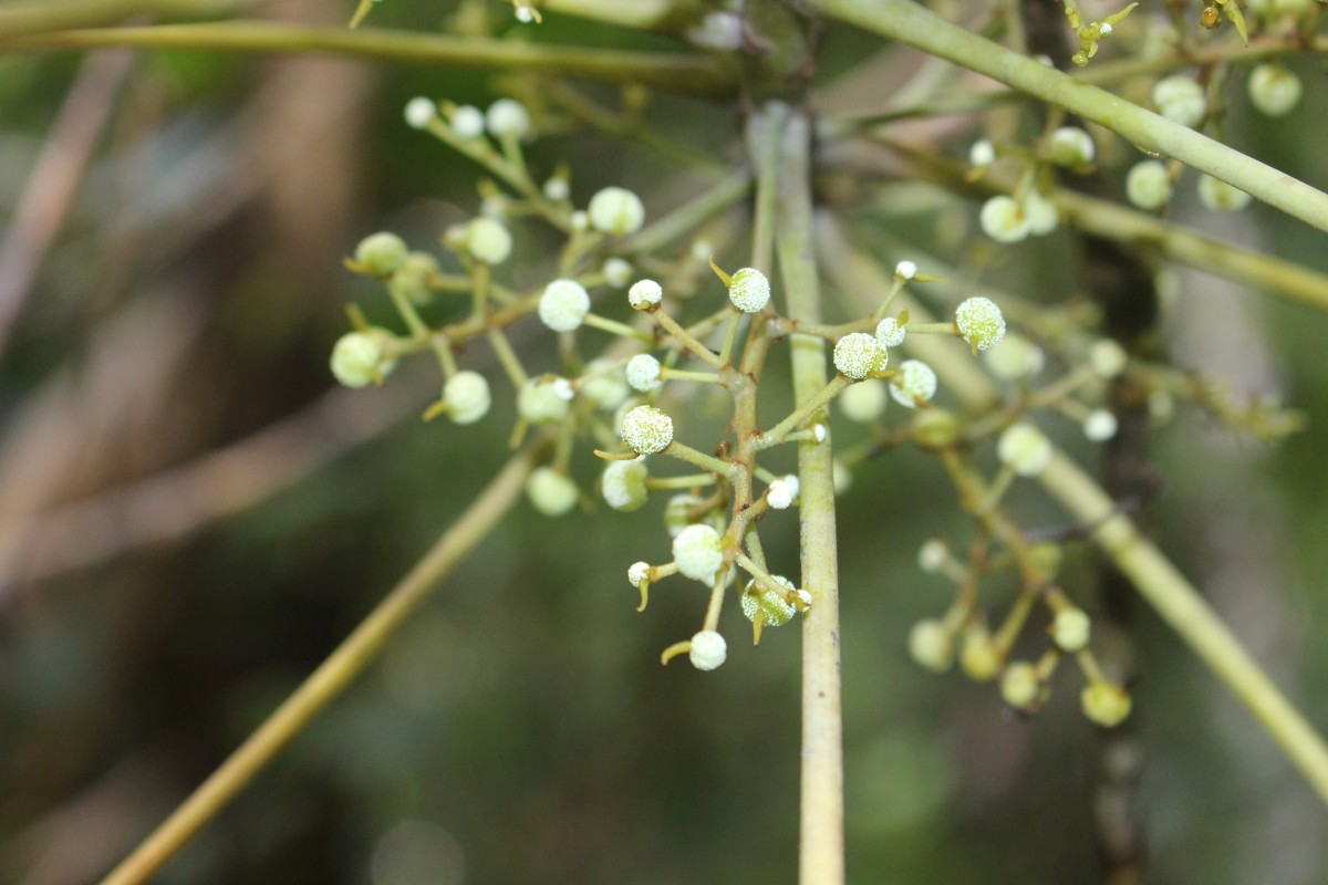 Macaranga indica Wight